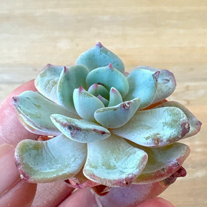 丸葉モンブラン　A品　2025-12-01