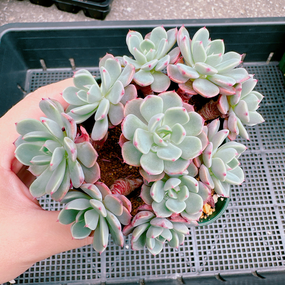 七福美尼 群生 3 – Bull Succulent