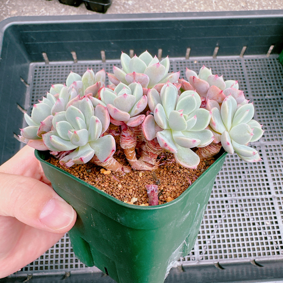 七福美尼 群生 3 – Bull Succulent