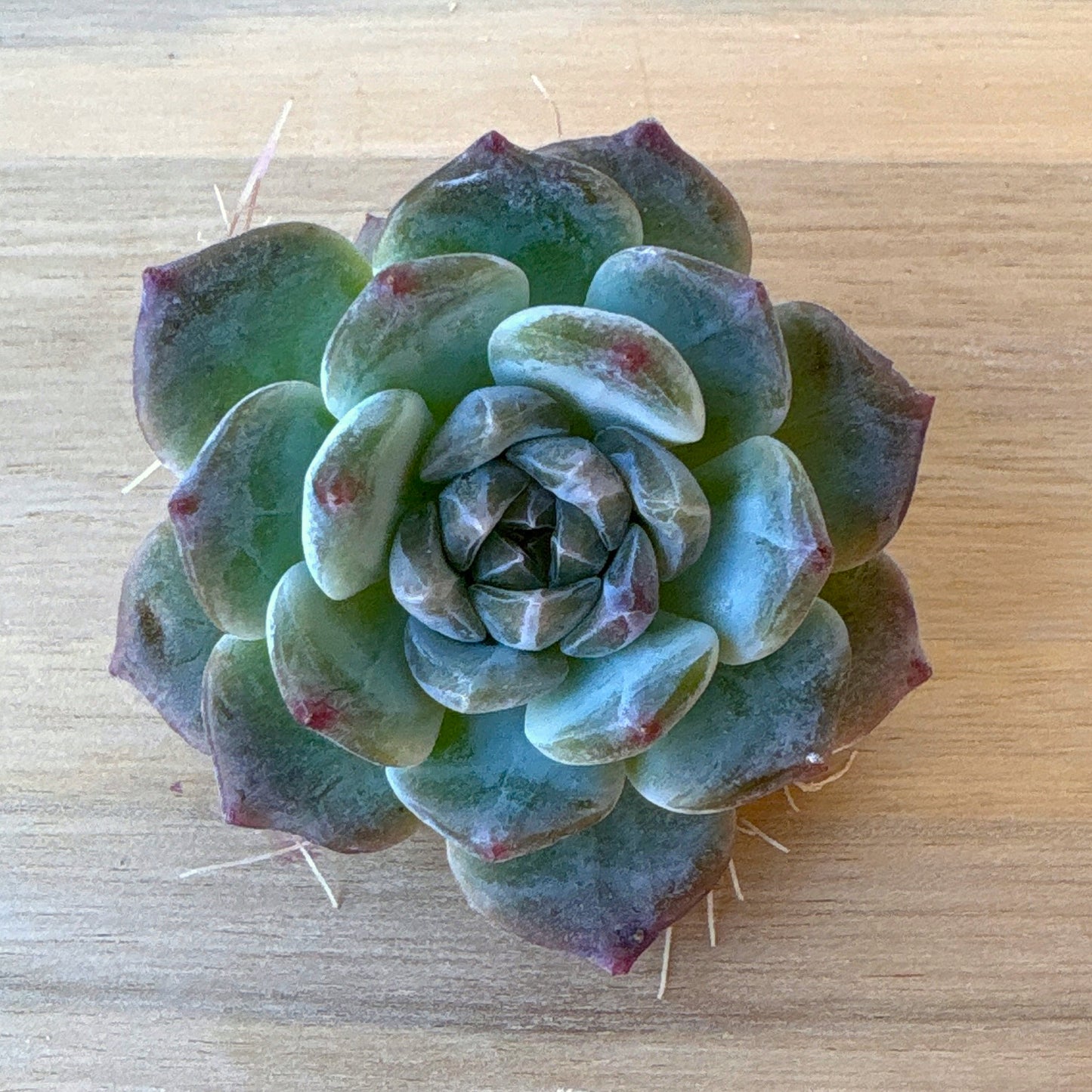 イエロークィーンタワー　A品　2025-12-01