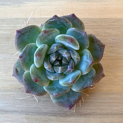 イエロークィーンタワー　A品　2025-12-01