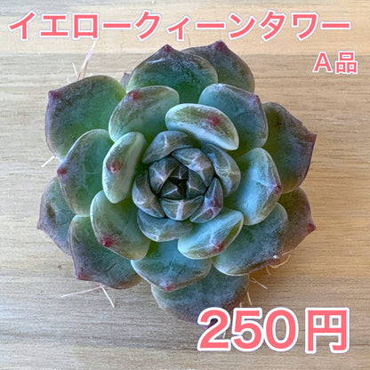 イエロークィーンタワー　A品　2025-12-01