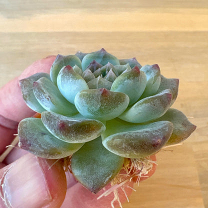 イエロークィーンタワー　A品　2025-12-01