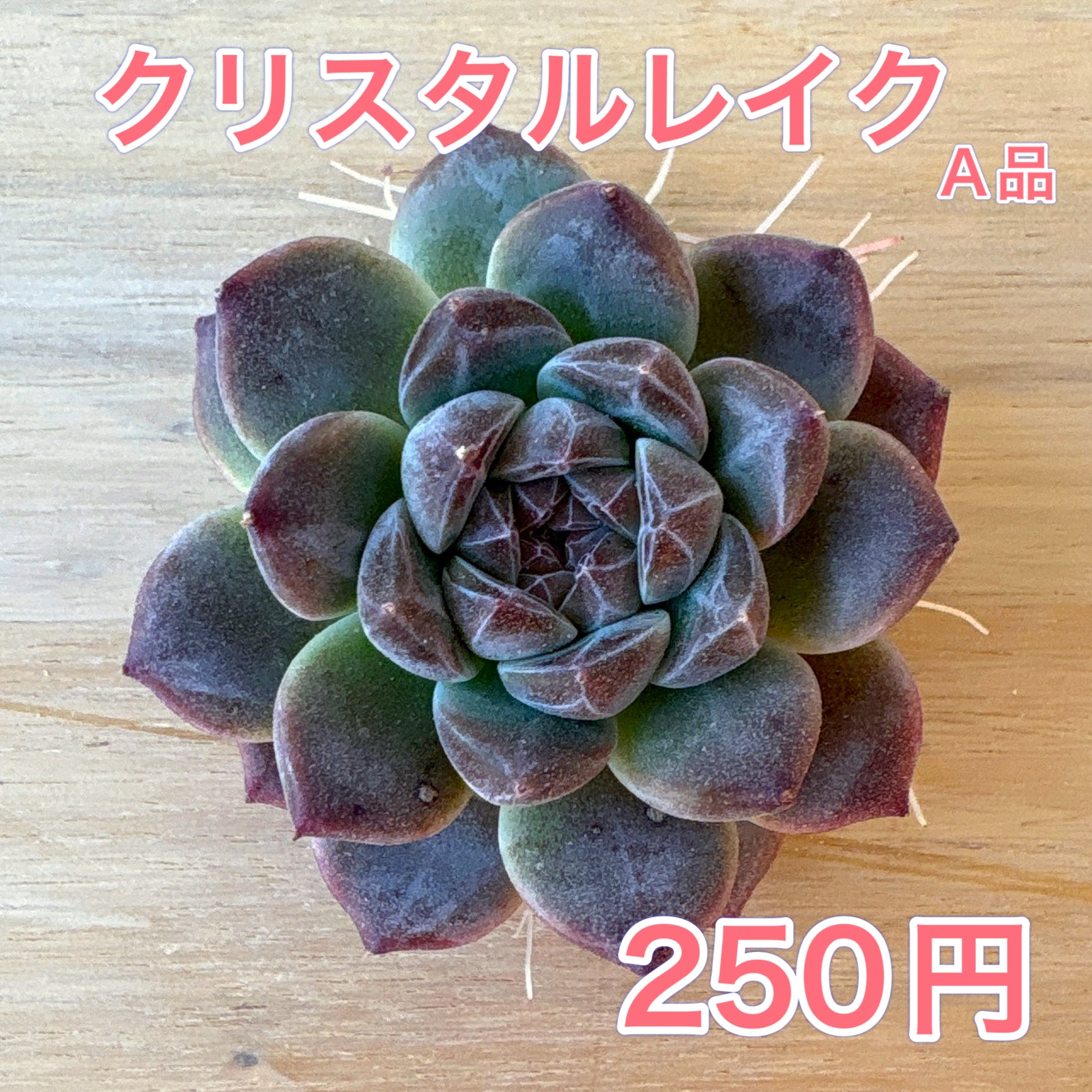 多肉植物の販売・通販サイト | Bull Succulent(ブルサキュレント)