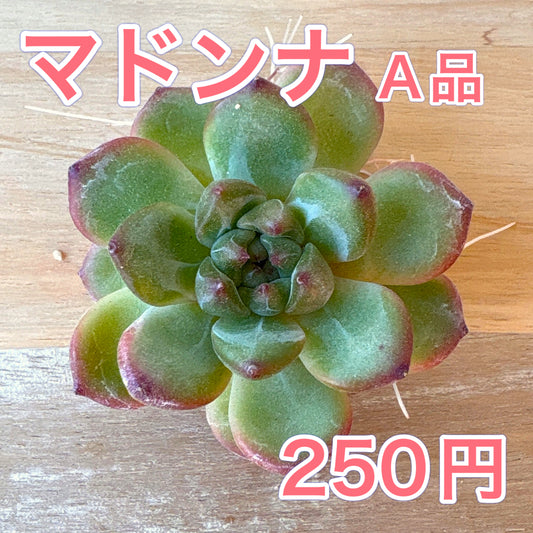 マドンナ　A品　2025-12-01