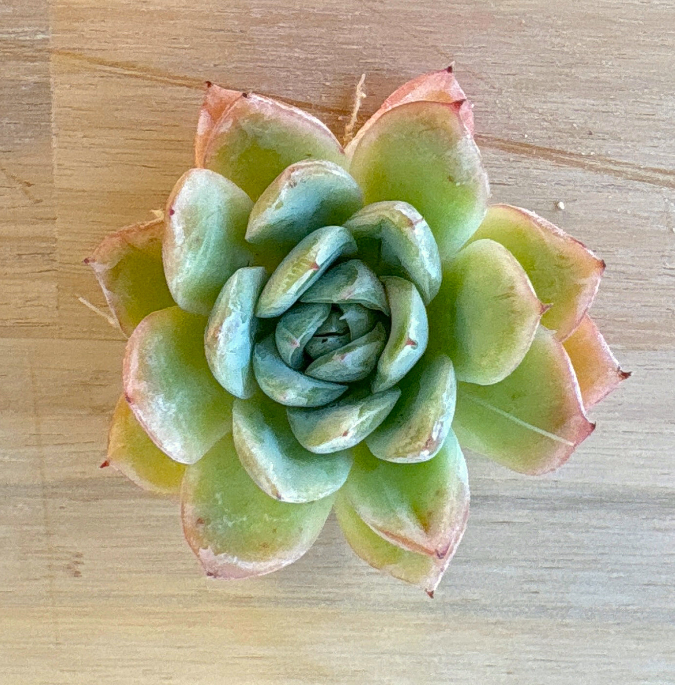 フォーリングチェリー Ａ品　2025-12-01