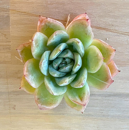 フォーリングチェリー Ａ品　2025-12-01