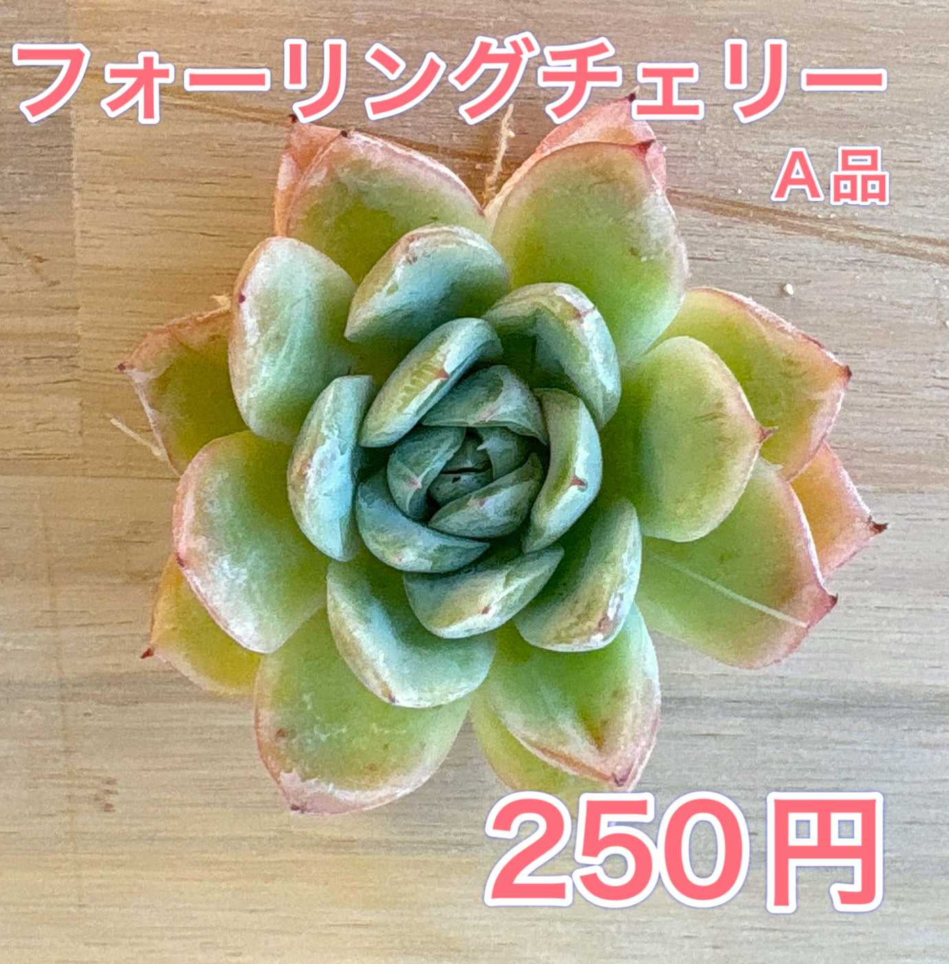 多肉植物の販売・通販サイト | Bull Succulent(ブルサキュレント)
