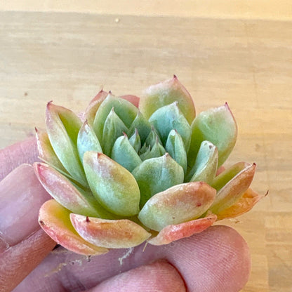 フォーリングチェリー Ａ品　2025-12-01