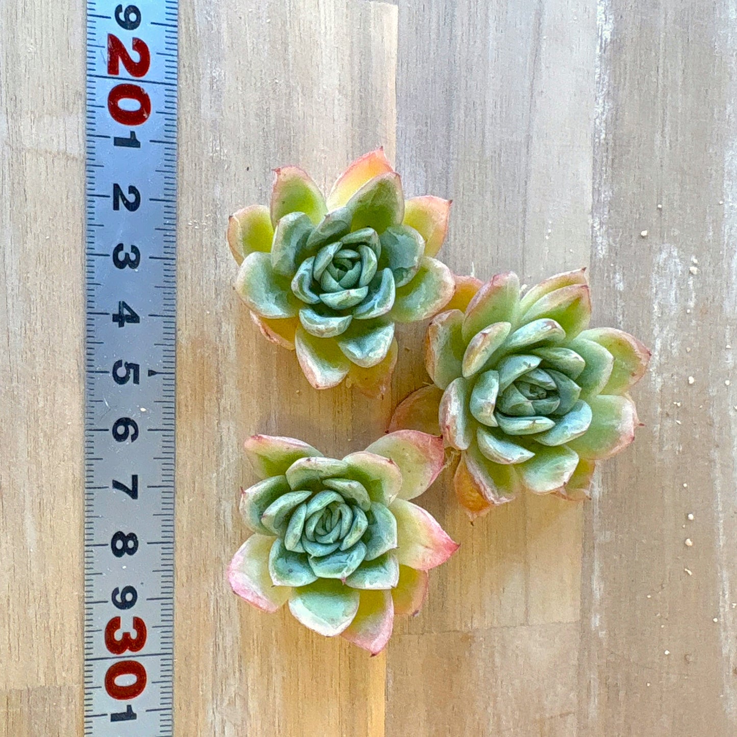 フォーリングチェリー Ａ品　2025-12-01