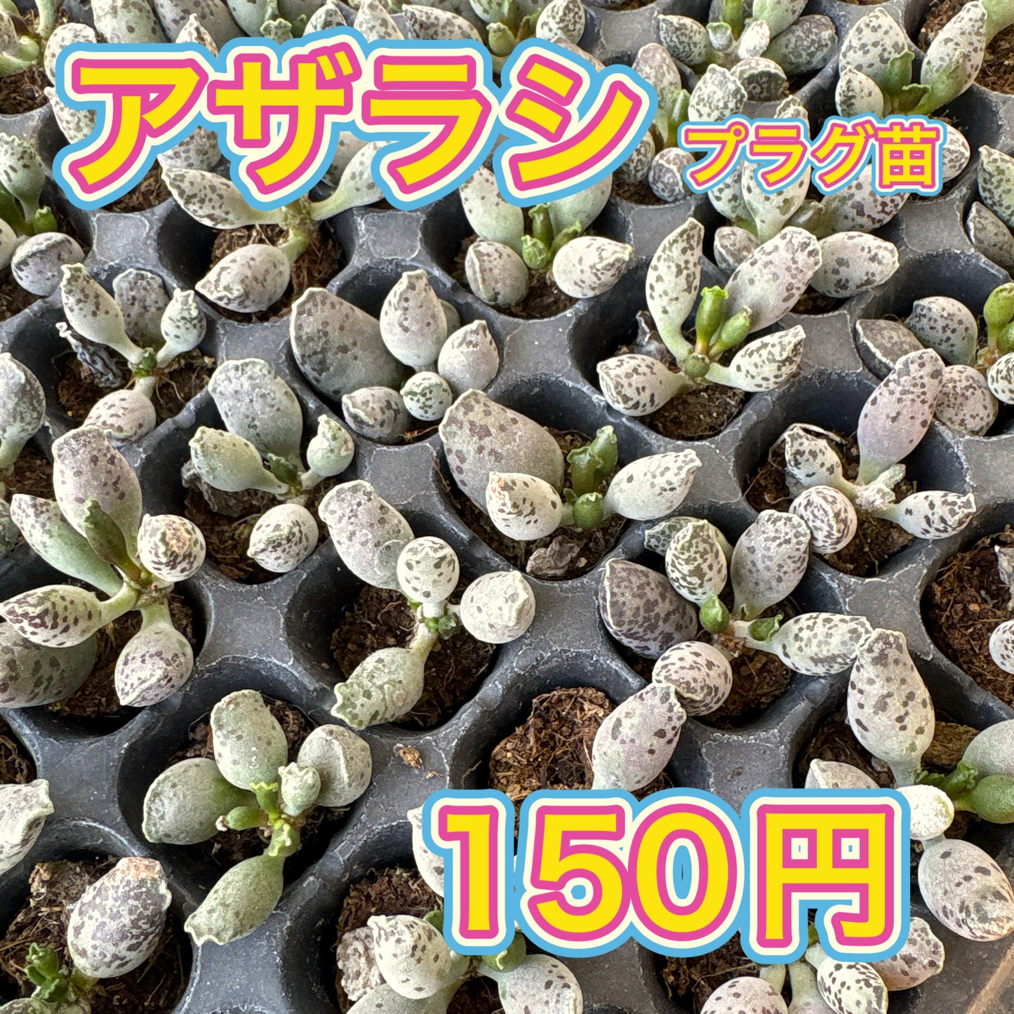 アザラシ　A品　プラグ苗　2025-12-05