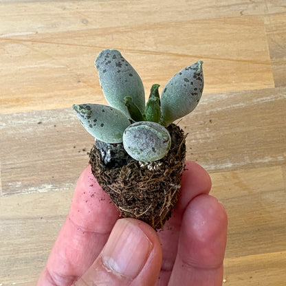 アザラシ　A品　プラグ苗　2025-12-05