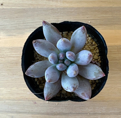 エンジェルスフィンガー　A品　ポット苗　2025-12-05