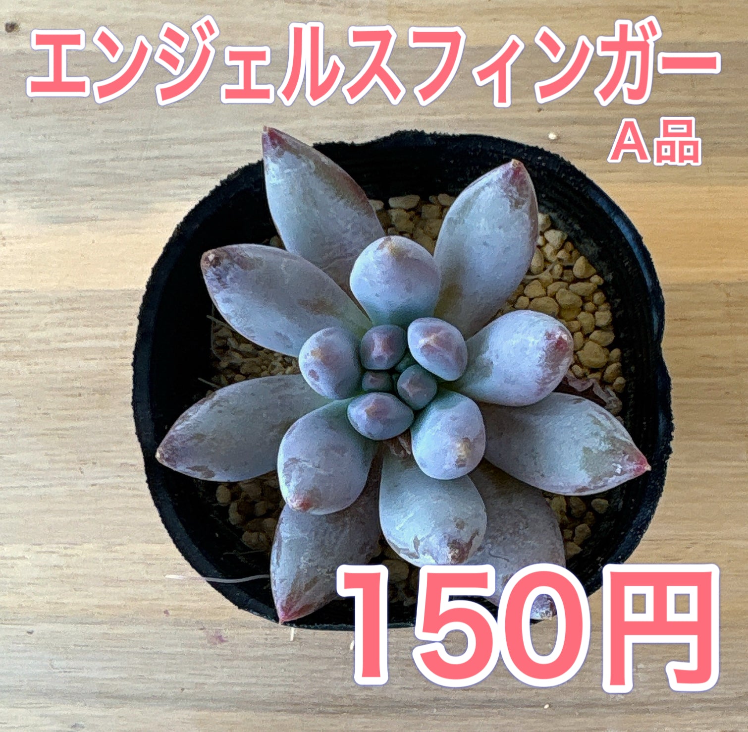 商品一覧 – Bull Succulent