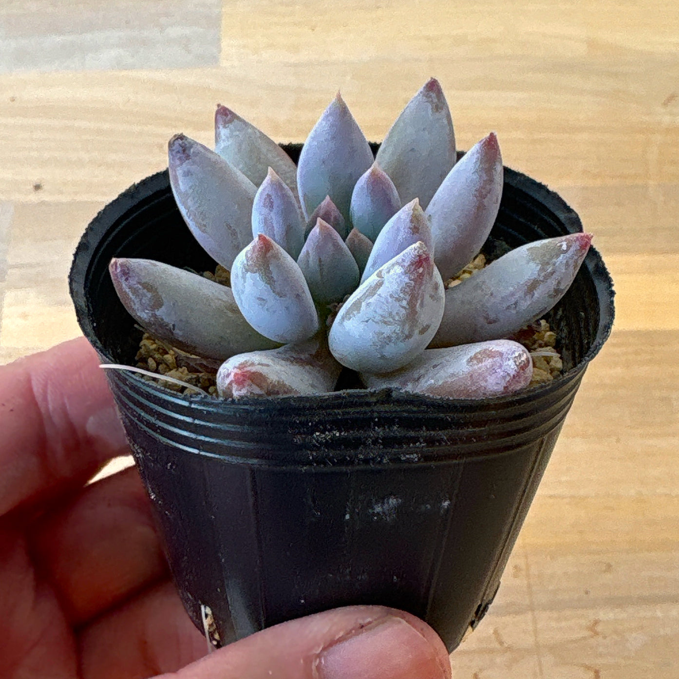 エンジェルスフィンガー A品 ポット苗 2025-12-05 – Bull Succulent