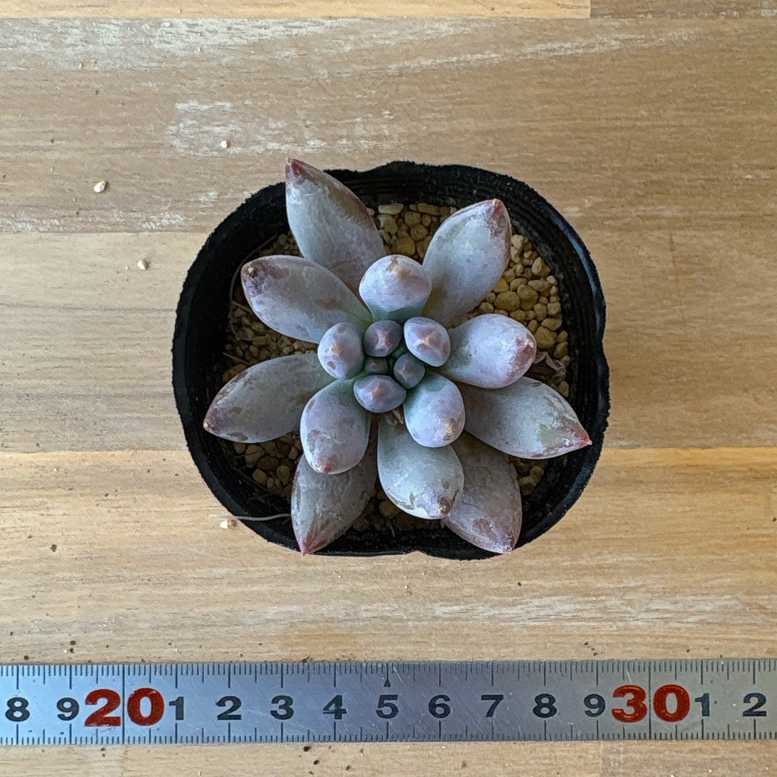 エンジェルスフィンガー A品 ポット苗 2025-12-05 – Bull Succulent