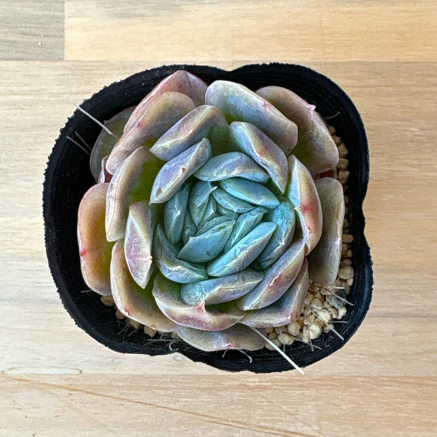 ポトシナ　A品　ポット苗　2025-12-05