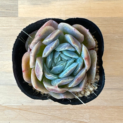 ポトシナ　A品　ポット苗　2025-12-05