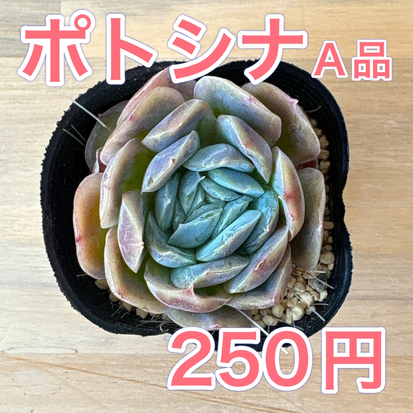 ポトシナ　A品　ポット苗　2025-12-05