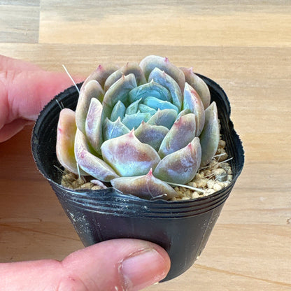 ポトシナ　A品　ポット苗　2025-12-05