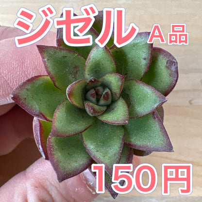 ジゼル　A品　根付き苗　2025-12-05