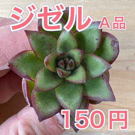 ジゼル　A品　根付き苗　2025-12-05