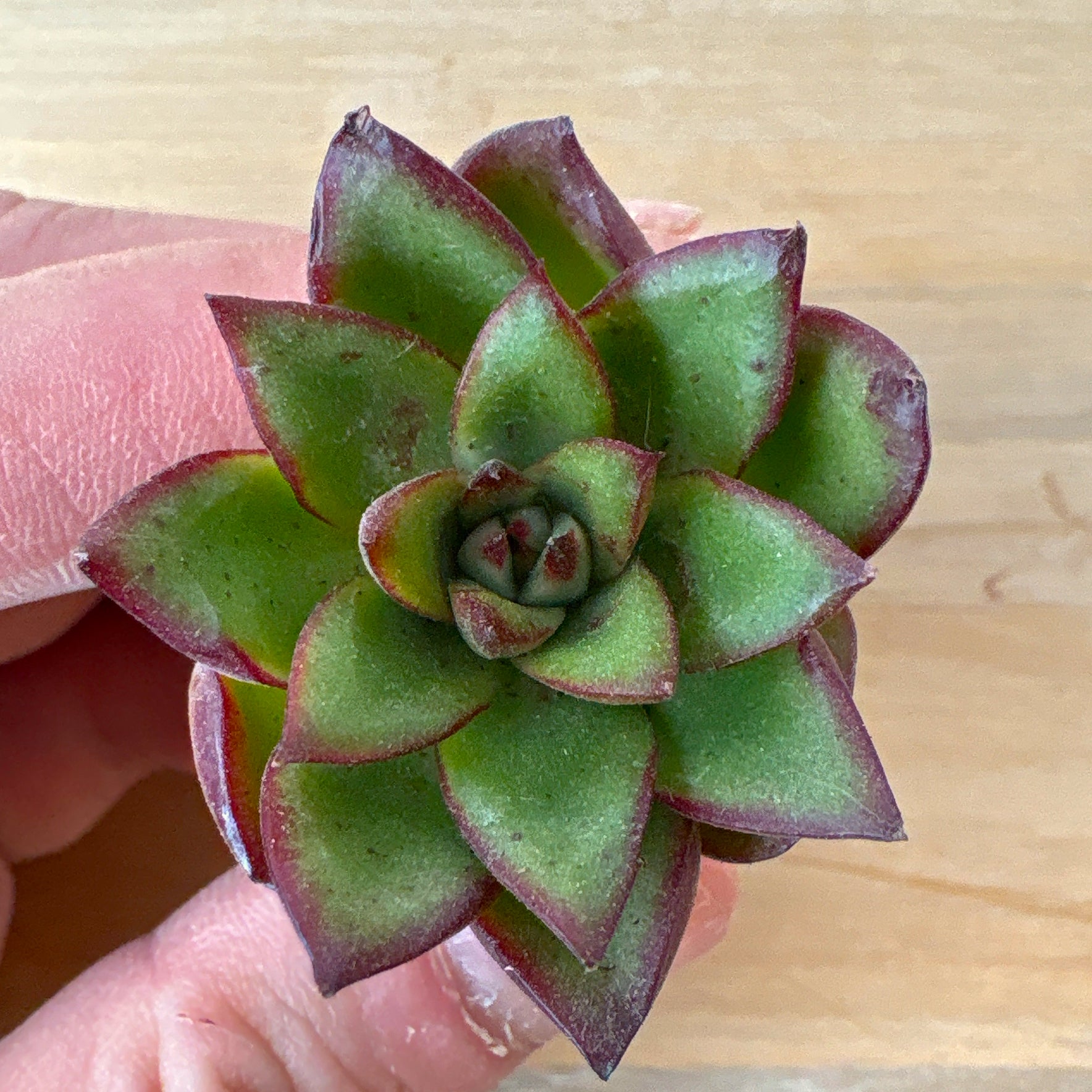 商品一覧 – Bull Succulent
