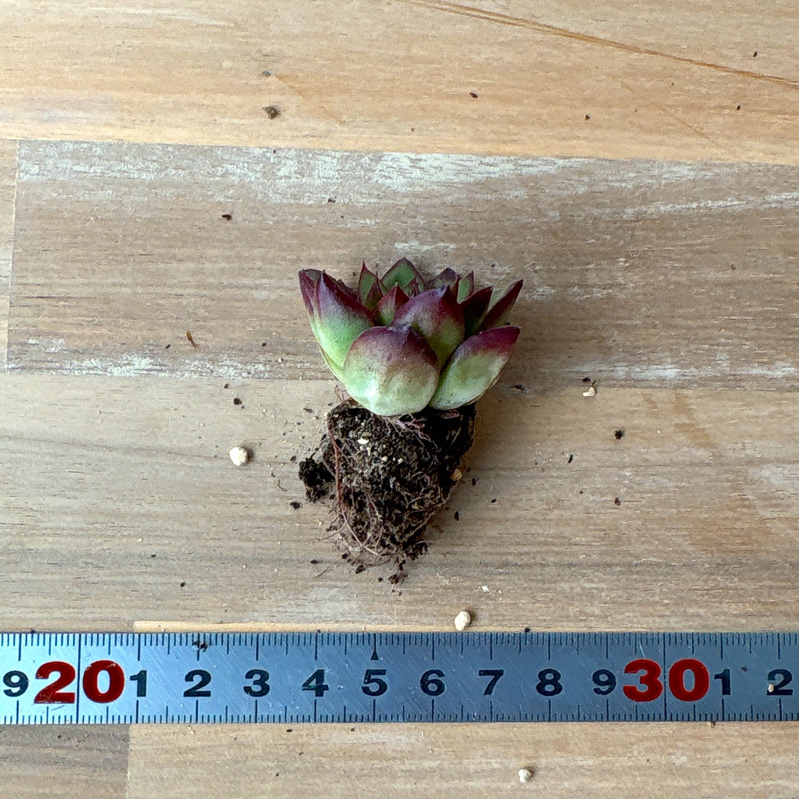 ジゼル A品 根付き苗 2025-12-05 – Bull Succulent