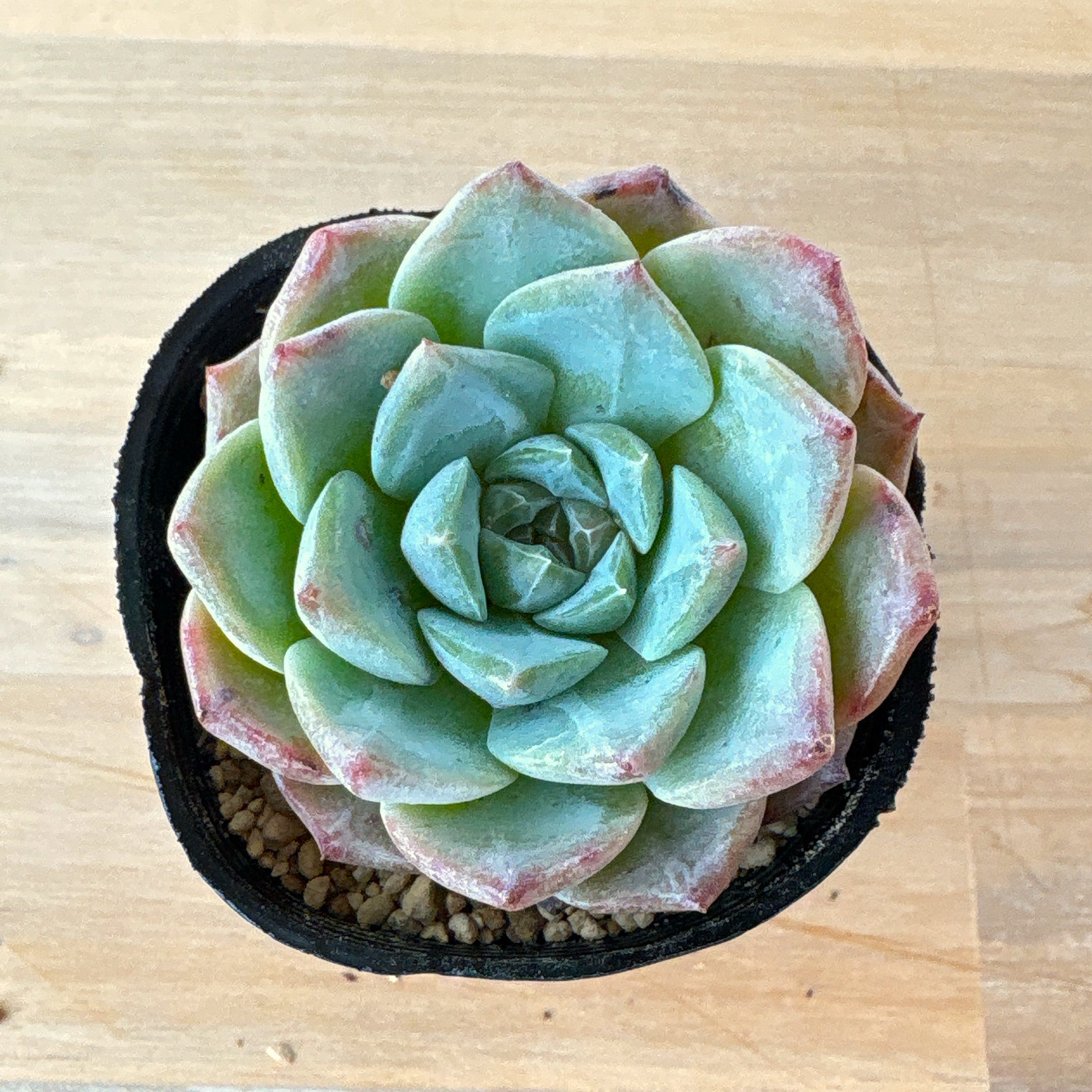 エケベリア – Page 2 – Bull Succulent