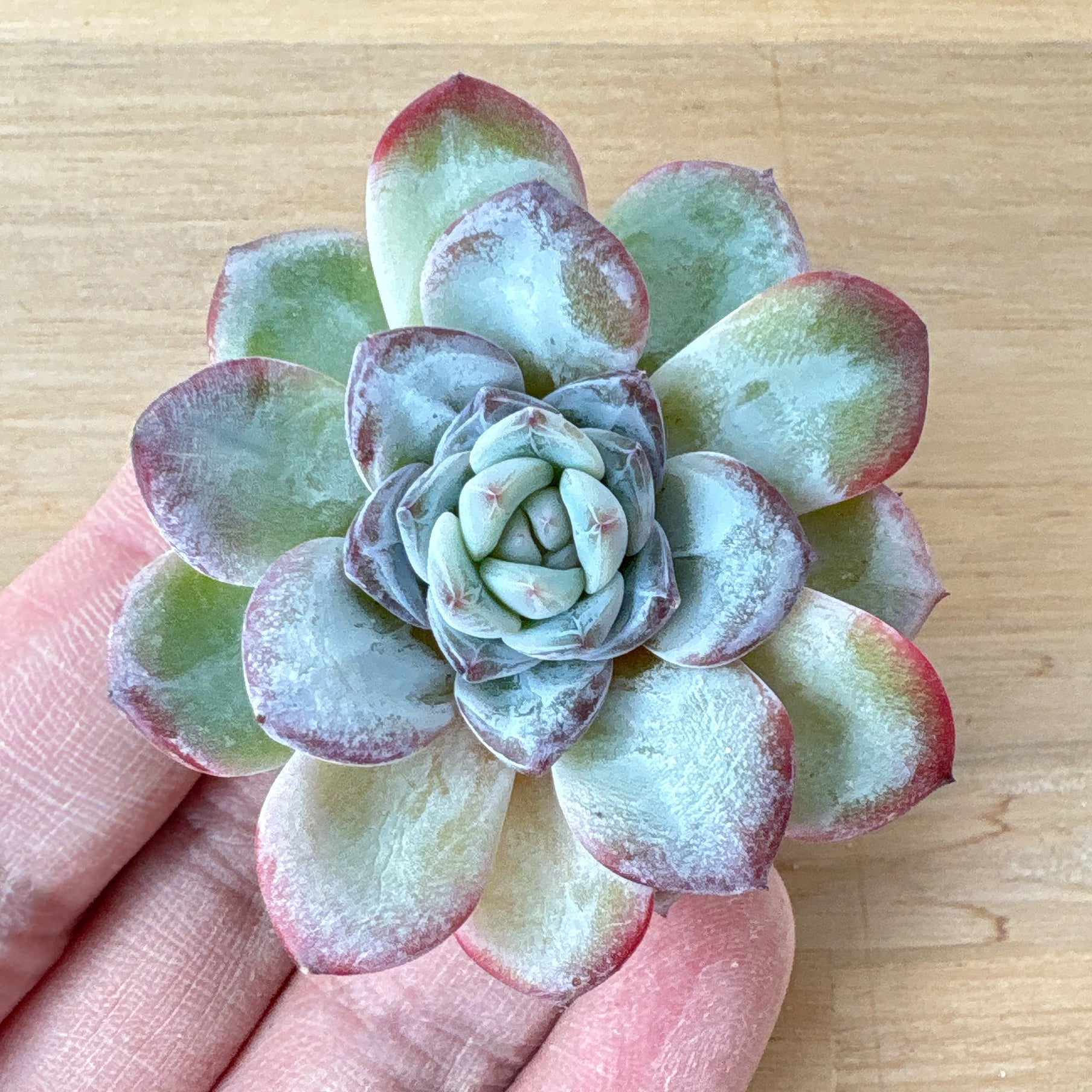 Top【選抜株】多肉植物　22329 ラウィ12個　鉢無し/脱土 f0ec6facee28500be2063ea154dfa8