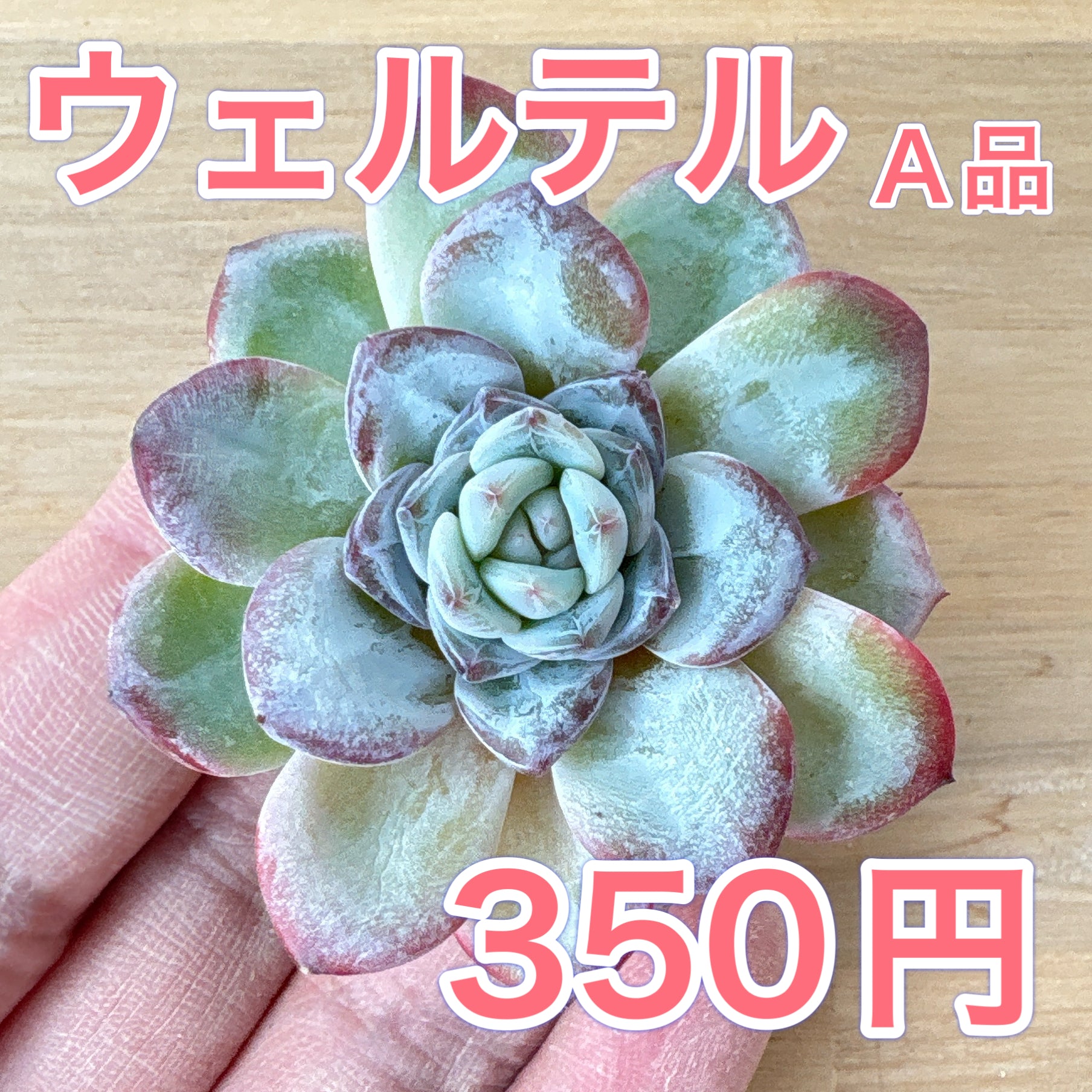 エケベリア – Page 2 – Bull Succulent