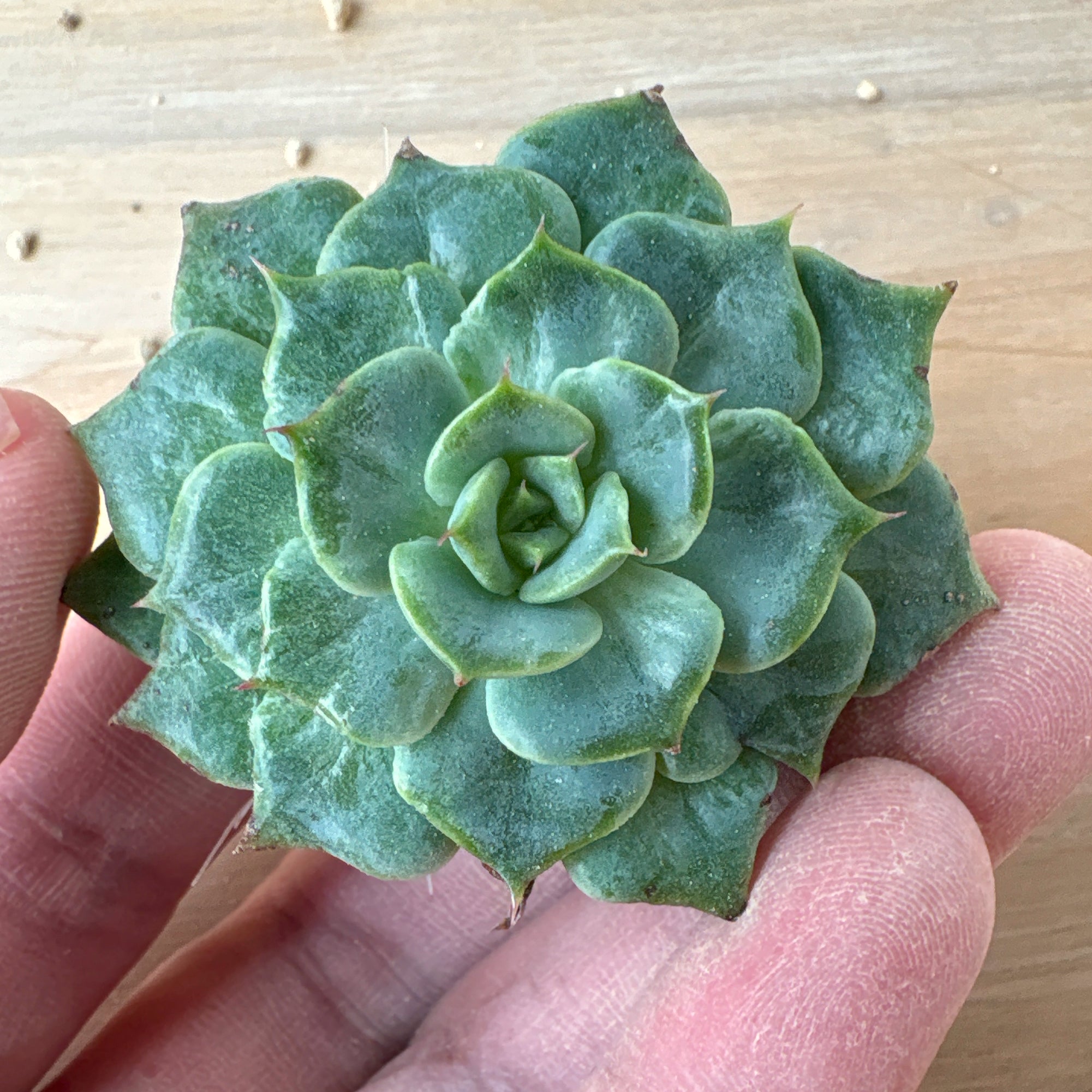商品一覧 – Bull Succulent
