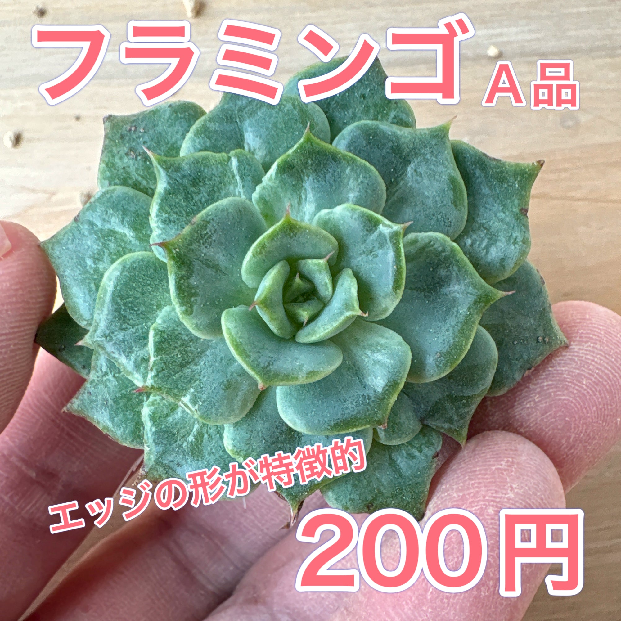商品一覧 – Bull Succulent
