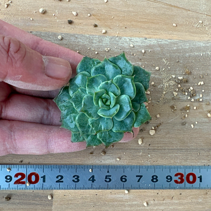 フラミンゴ　A品　根付き苗　2025-12-05