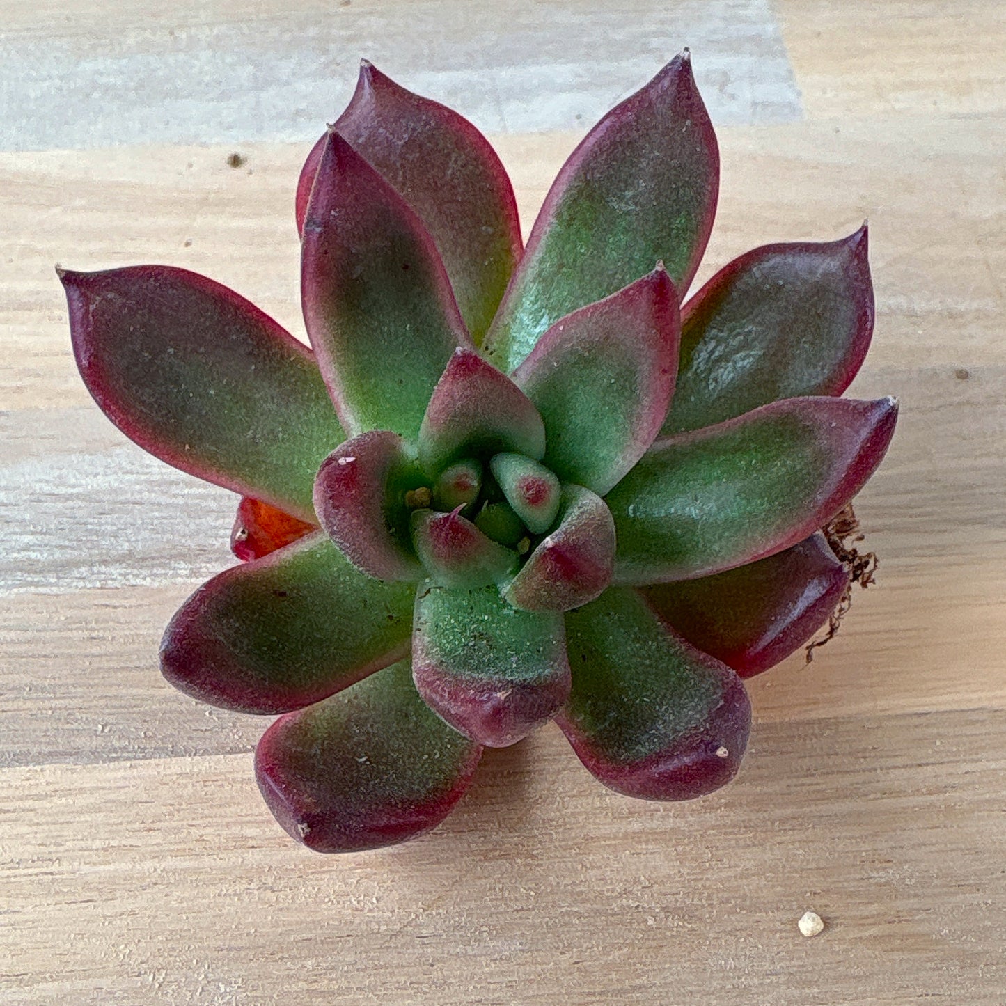 フランクレイネルト　A品　根付き苗　2025-12-05