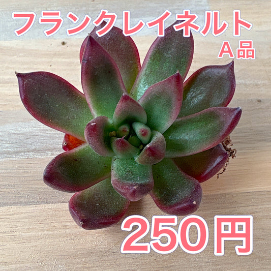 フランクレイネルト　A品　根付き苗　2025-12-05
