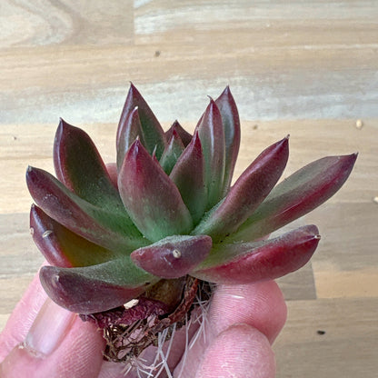 フランクレイネルト　A品　根付き苗　2025-12-05