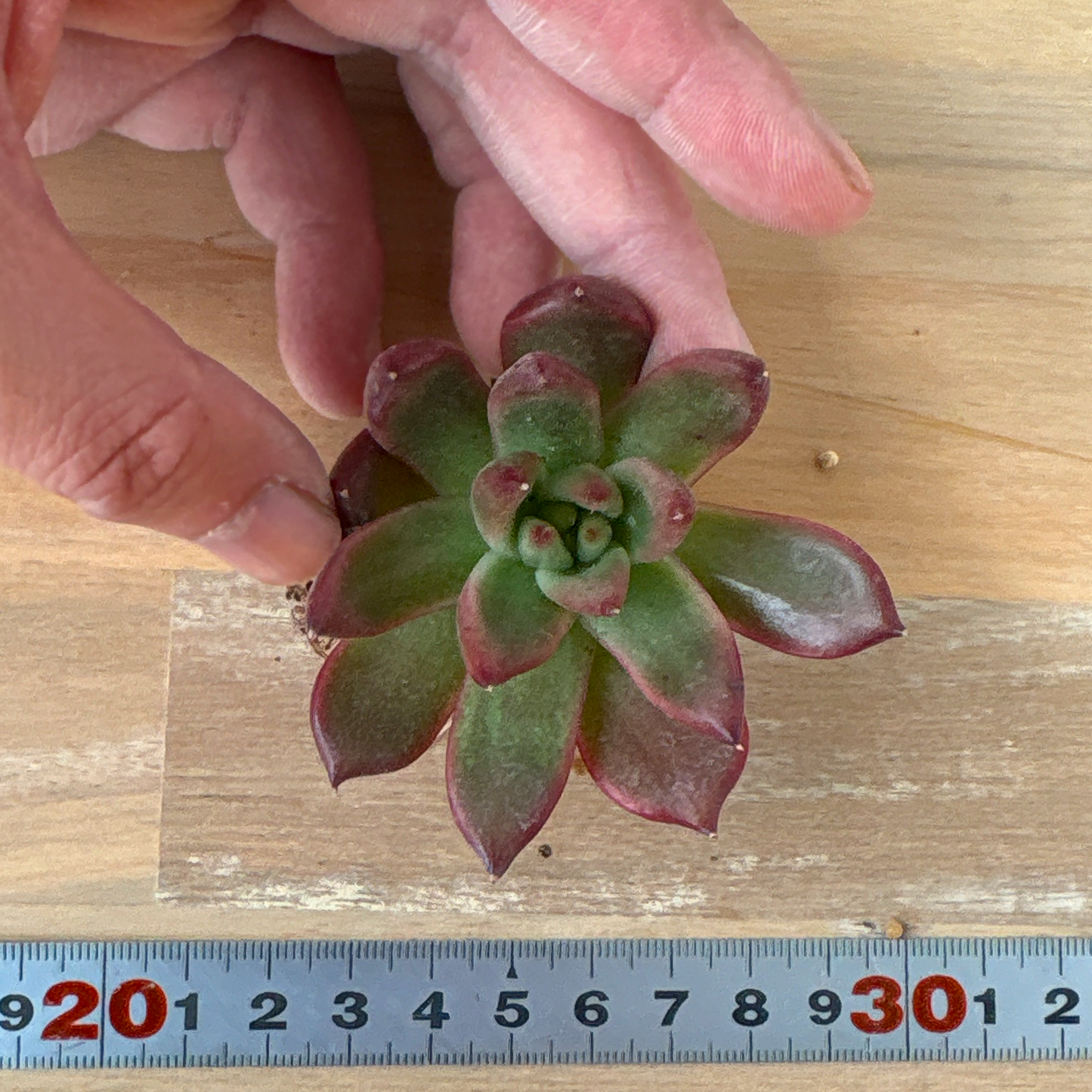 フランクレイネルト　A品　根付き苗　2025-12-05