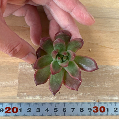 フランクレイネルト　A品　根付き苗　2025-12-05