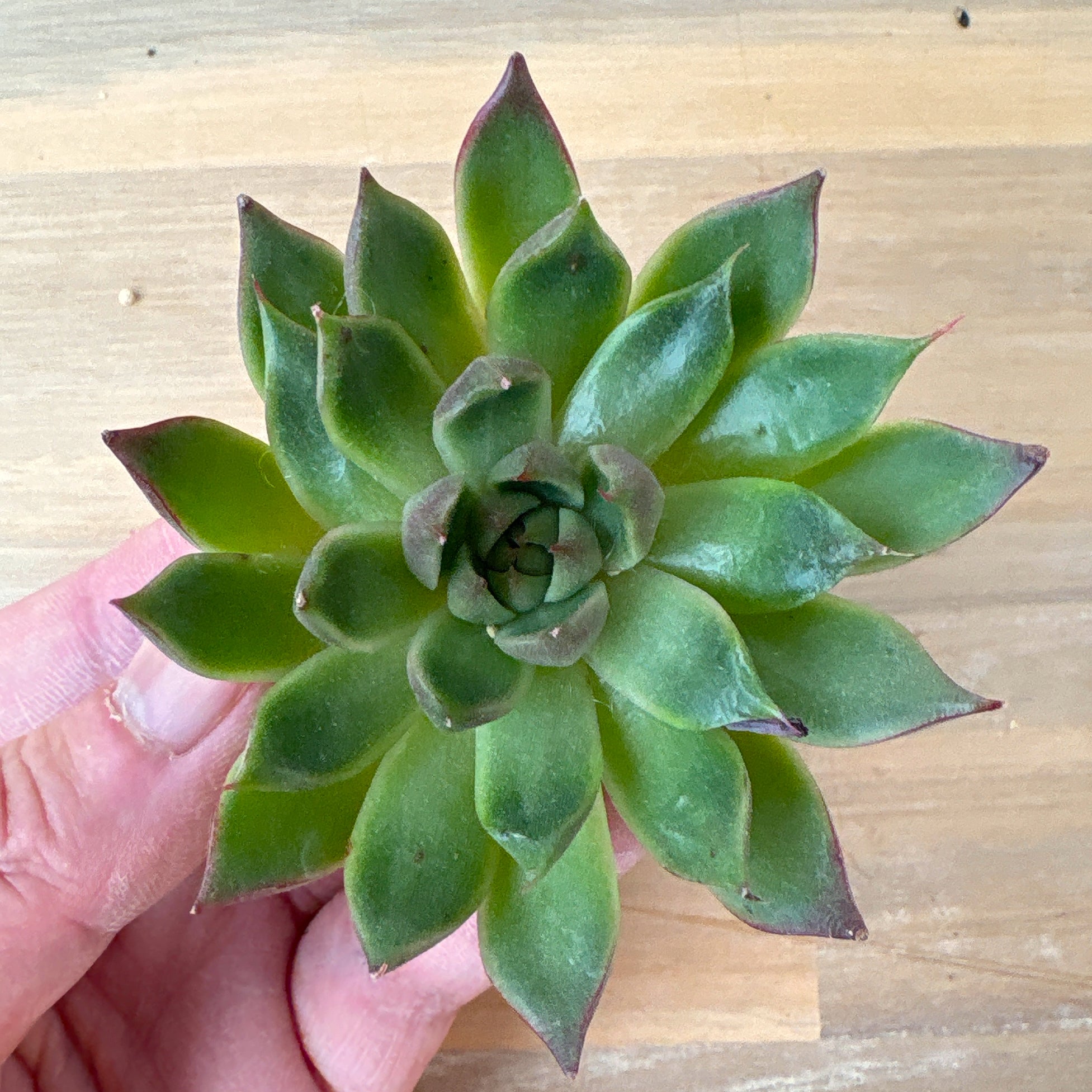 エケベリア – Page 2 – Bull Succulent