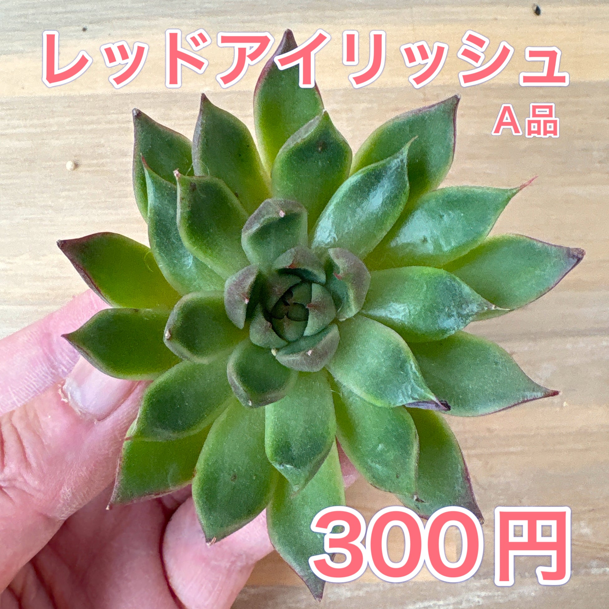 エケベリア – Page 2 – Bull Succulent