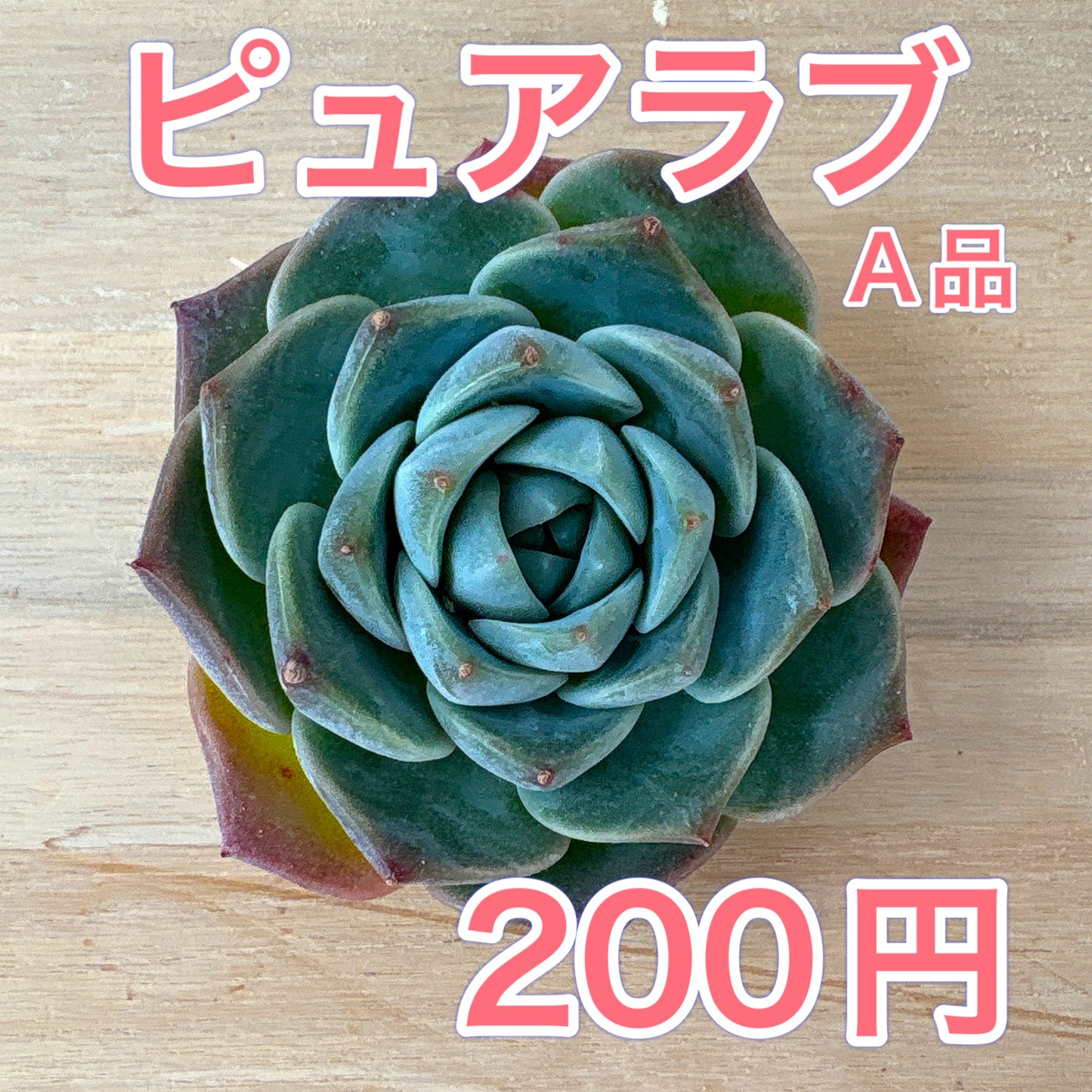 ピュアラブ　A品　根付き苗　2025-12-05