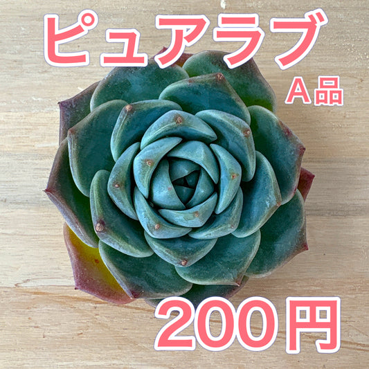 ピュアラブ　A品　根付き苗　2025-12-05