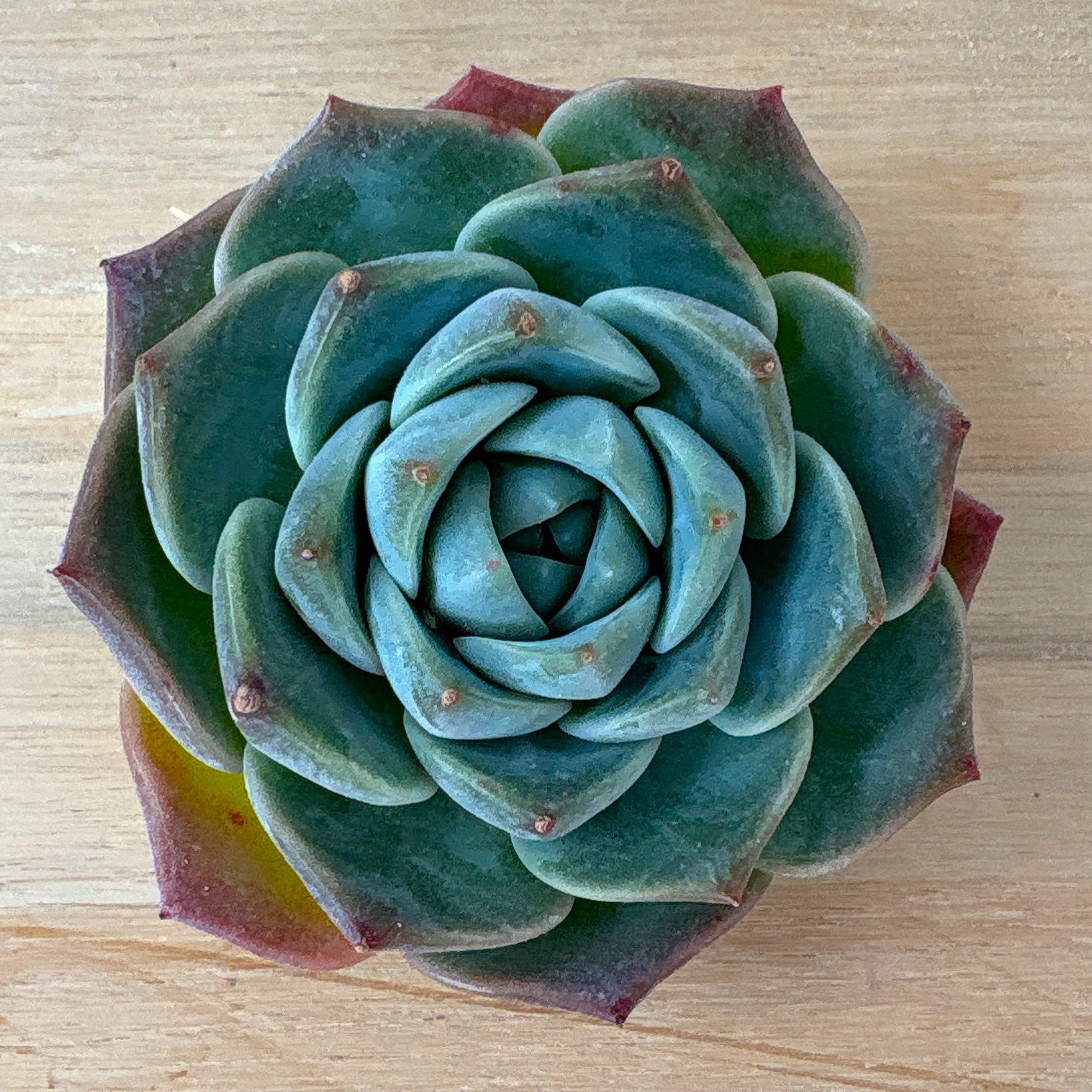 エケベリア – Page 2 – Bull Succulent