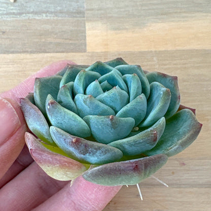 ピュアラブ　A品　根付き苗　2025-12-05