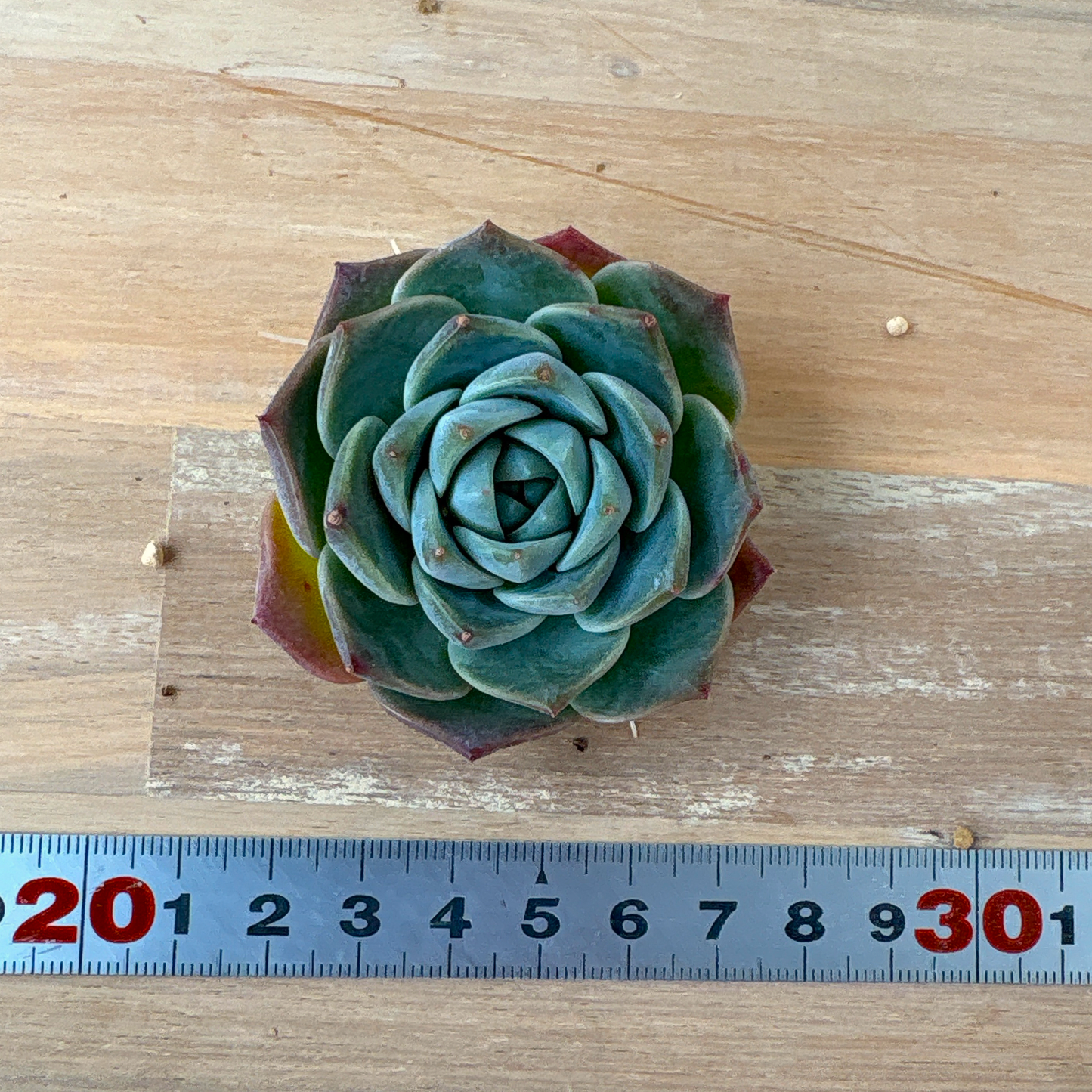 ピュアラブ　A品　根付き苗　2025-12-05