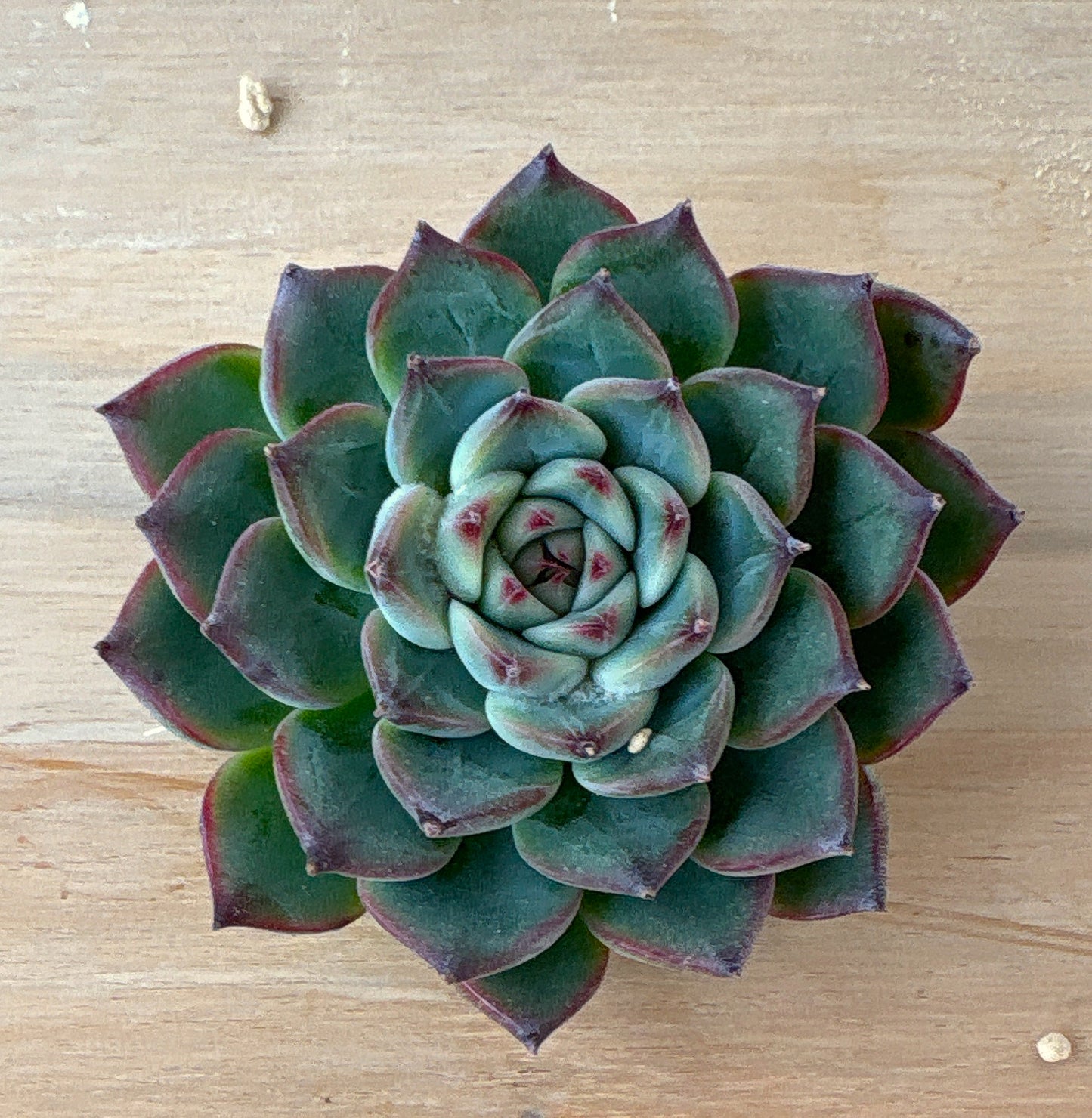 シヴァルリー　A品　根付き苗　2025-12-05