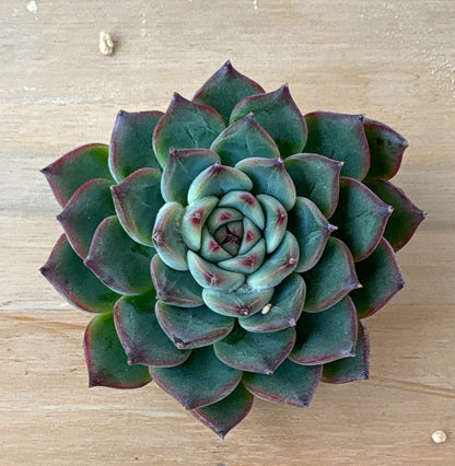 シヴァルリー　A品　根付き苗　2025-12-05