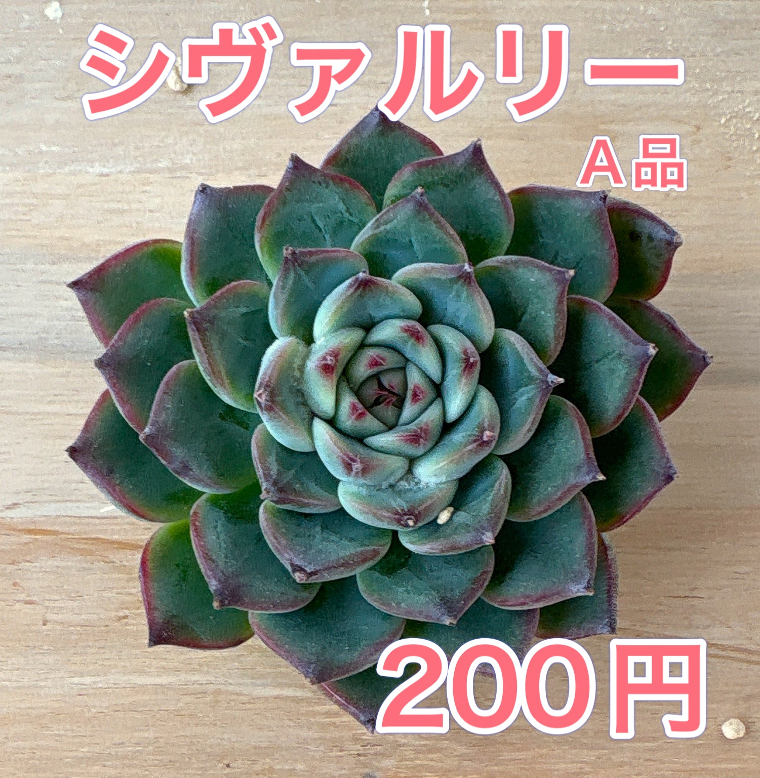 【✦echeveria✦再販受注生産✦size1✦Olive✦leather✦】 エケベリア – Page 2 – Bull Succulent