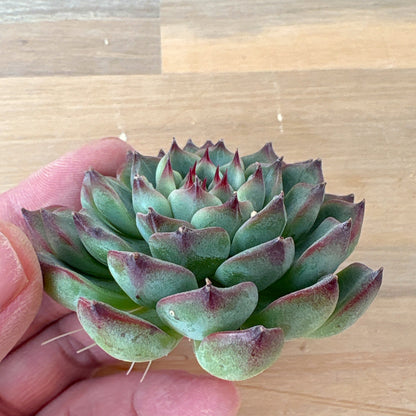 シヴァルリー　A品　根付き苗　2025-12-05